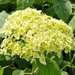 Træagtig Hortensia 'Annabelle' Hydrangea Arborescens 'Annabelle' Potte 2,0 Liter,- 30-40 Cm. 8 Træagtig Hortensia 'Annabelle' Hydrangea Arborescens 'Annabelle' Potte 2,0 Liter,- 30-40 Cm. -Osmo Salgsbutik p1092 47353 hydrangea arborescens annabelle 31d0