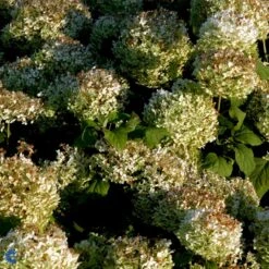 Træagtig Hortensia 'Annabelle' Hydrangea Arborescens 'Annabelle' Potte 2,0 Liter,- 30-40 Cm. 9 Træagtig Hortensia 'Annabelle' Hydrangea Arborescens 'Annabelle' Potte 2,0 Liter,- 30-40 Cm. -Osmo Salgsbutik p1092 47354 hydrangea arborescens annabelle db42