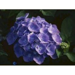 Fremhævede Produkter -Osmo Salgsbutik p1096 884 hydrangea macrophylla bodensee 1ffa
