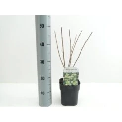 Syrén-Hortensia 'Kyushu' Hydrangea Paniculata 'Kyushu' Potte 2,0 Liter,- 30-40 Cm. -Osmo Salgsbutik p1103 38446 image 1c97