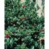 Kristtorn 'Blue Maid' Ilex Meserveae 'Blue Maid' Opstammet 50 Cm. 7,5 Liter Potte