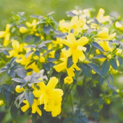 Vinterjasmin Jasminum Nudiflorum Potte 5,0 Liter,- Opbundet 100-150 Cm.