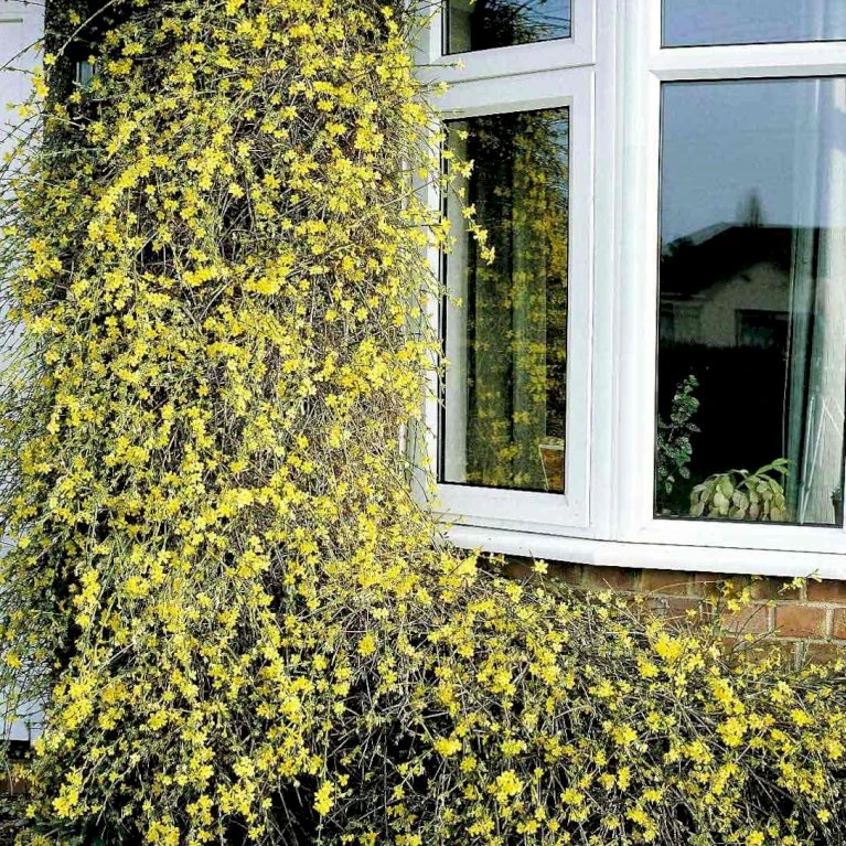 Vinterjasmin Jasminum Nudiflorum Potte 5,0 Liter,- Opbundet 100-150 Cm. 2 Vinterjasmin Jasminum Nudiflorum Potte 5,0 Liter,- Opbundet 100-150 Cm. - Billede 2