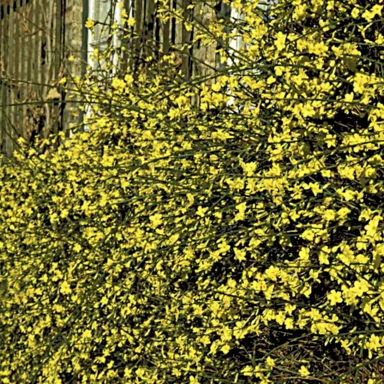 Vinterjasmin Jasminum Nudiflorum Potte 5,0 Liter,- Opbundet 100-150 Cm. 3 Vinterjasmin Jasminum Nudiflorum Potte 5,0 Liter,- Opbundet 100-150 Cm. - Billede 3