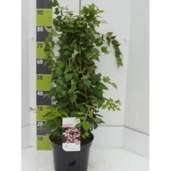 Dronningebusk 'Pink Cloud' Kolkwitzia Amabilis 'Pink Cloud' Potte 7,5 Liter 80-100 Cm.