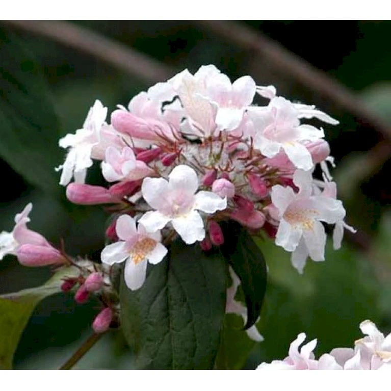 Dronningebusk 'Syvdal' Kolkwitzia Amabilis 'Syvdal' 5 Liter Potte 1 Dronningebusk 'Syvdal' Kolkwitzia Amabilis 'Syvdal' 5 Liter Potte