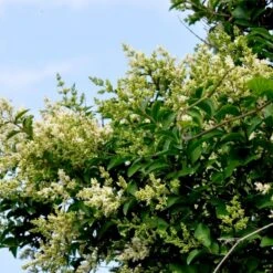 Storbladet Liguster Ligustrum Ovalifolium Potte 15 Liter,- 150-175 Cm. -Osmo Salgsbutik p1233 54071 ligustrum ovalifolium 5dee 1