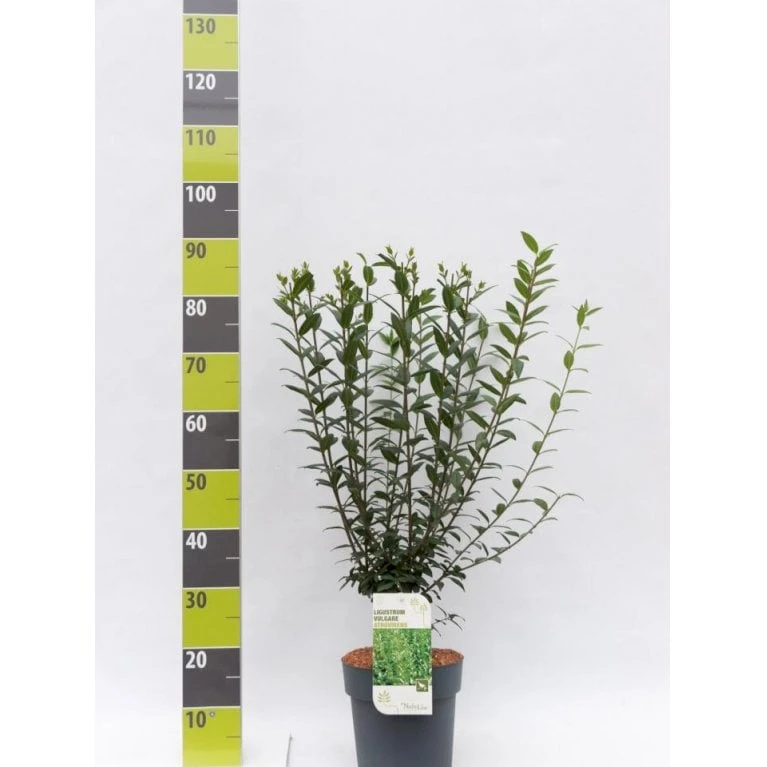 Liguster 'Atrovirens Select' Ligustrum Vulgare 'Atrovirens Select' Potte 4,0 Liter,- 50-60 Cm. 1 Liguster 'Atrovirens Select' Ligustrum Vulgare 'Atrovirens Select' Potte 4,0 Liter,- 50-60 Cm.