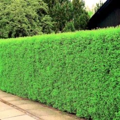 Liguster 'Atrovirens Select' Ligustrum Vulgare 'Atrovirens Select' Potte 4,0 Liter,- 50-60 Cm. 7 Liguster 'Atrovirens Select' Ligustrum Vulgare 'Atrovirens Select' Potte 4,0 Liter,- 50-60 Cm. -Osmo Salgsbutik p1237 54072 ligustrum vulgare atrovirens select 63a9 1