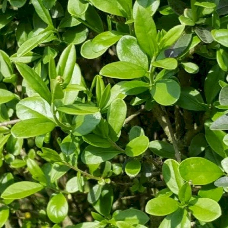 Liguster 'Atrovirens Select' Ligustrum Vulgare 'Atrovirens Select' Potte 4,0 Liter,- 50-60 Cm. 4 Liguster 'Atrovirens Select' Ligustrum Vulgare 'Atrovirens Select' Potte 4,0 Liter,- 50-60 Cm. - Billede 4