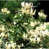 Kaprifolie Lonicera Caprifolium Potte 5,0 Liter,- Opbundet 80-100 Cm.