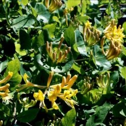 Kaprifolie Lonicera Caprifolium Potte 5,0 Liter,- Opbundet 80-100 Cm. -Osmo Salgsbutik p1250 48737 lonicera caprifolium 6000