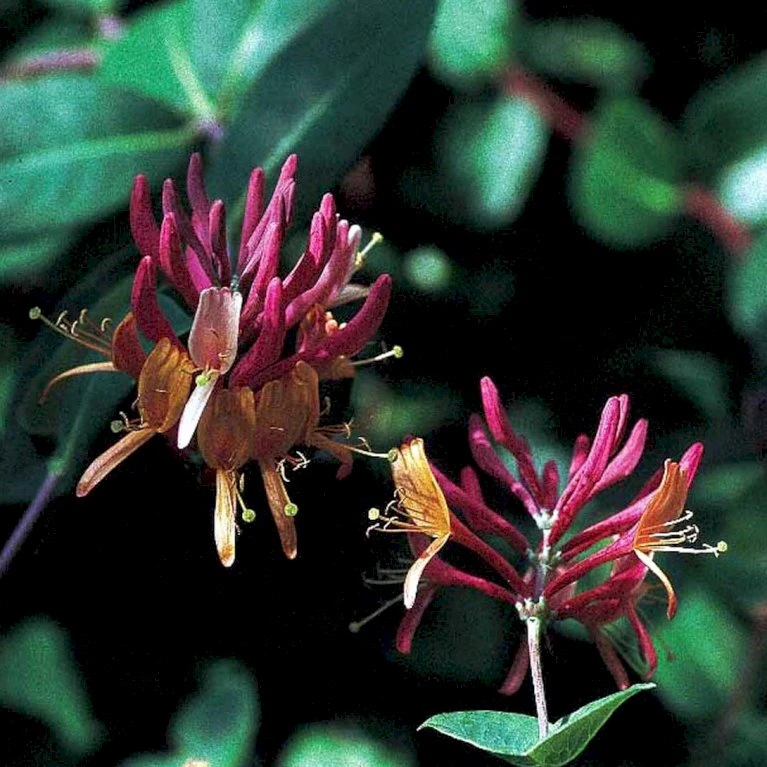 Kaprifolie 'Goldflame' Lonicera X Heckrottii 'Goldflame' Potte 5,0 Liter,- Opbundet 100-150 Cm. 2 Kaprifolie 'Goldflame' Lonicera X Heckrottii 'Goldflame' Potte 5,0 Liter,- Opbundet 100-150 Cm. - Billede 2