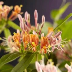 Stedsegrøn Kaprifolie Lonicera Henryi Potte 2,0 Liter,- Opbundet