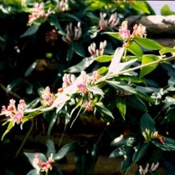 Stedsegrøn Kaprifolie Lonicera Henryi Potte 2,0 Liter,- Opbundet -Osmo Salgsbutik p1252 48743 lonicera henryi b6c6