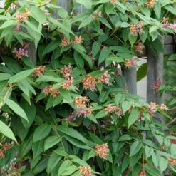 Stedsegrøn Kaprifolie Lonicera Henryi Potte 2,0 Liter,- Opbundet -Osmo Salgsbutik p1252 50612 lonicera henryi 0f48