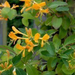 Guldkaprifolie Lonicera X Tellmanniana Potte 5,0 Liter,- Opbundet 80-100 Cm.