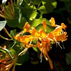 Guldkaprifolie Lonicera X Tellmanniana Potte 5,0 Liter,- Opbundet 80-100 Cm. -Osmo Salgsbutik p1270 48755 lonicera x tellmanniana c119