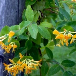 Guldkaprifolie Lonicera X Tellmanniana Potte 5,0 Liter,- Opbundet 80-100 Cm. -Osmo Salgsbutik p1270 48756 lonicera x tellmanniana 5c71