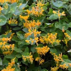 Guldkaprifolie Lonicera X Tellmanniana Potte 5,0 Liter,- Opbundet 80-100 Cm. -Osmo Salgsbutik p1270 50618 lonicera x tellmanniana 7519