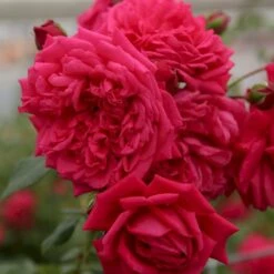 'Laguna'® Rosa X 'Laguna'® (Slyngrose) A-Kvalitet,- Barrods Roser Min. 3 Grene -Osmo Salgsbutik p12743 53595 rosa x laguna slyngrose 5be6