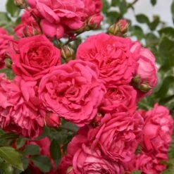 'Laguna'® Rosa X 'Laguna'® (Slyngrose) A-Kvalitet,- Barrods Roser Min. 3 Grene -Osmo Salgsbutik p12743 53596 rosa x laguna slyngrose 00db