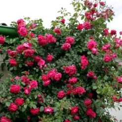 'Laguna'® Rosa X 'Laguna'® (Slyngrose) A-Kvalitet,- Barrods Roser Min. 3 Grene -Osmo Salgsbutik p12743 53597 rosa x laguna slyngrose 0d36