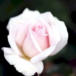 'A White Shade Of Pale' Rosa X 'A White Shade Of Pale' (Storblomstrende) A-Kvalitet,- Barrods Roser Min. 3 Grene -Osmo Salgsbutik p12749 51193 rosa x a white shade of pale e288