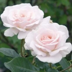 'A White Shade Of Pale' Rosa X 'A White Shade Of Pale' (Storblomstrende) A-Kvalitet,- Barrods Roser Min. 3 Grene -Osmo Salgsbutik p12749 51194 rosa x a white shade of pale c27f
