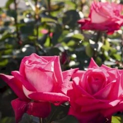 'Acapella'® Rosa X 'Acapella'® (Storblomstrende) A-Kvalitet,- Barrods Roser Min. 3 Grene -Osmo Salgsbutik p12750 54004 rosa x acapella storblomstrende 52de