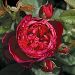 'Ascot'® Rosa X 'Ascot'® (storblomstrende) A-Kvalitet,- Barrods Roser Min. 3 Grene -Osmo Salgsbutik p12751 53958 rosa x ascot storblomstrende 5386