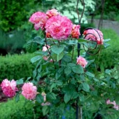 'Augusta Louise'® Rosa X 'Augusta Louise'® (Storblomstrende) A-Kvalitet,- Barrods Roser Min. 3 Grene -Osmo Salgsbutik p12752 51206 rosa x augusta louise 593d