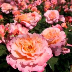 'Augusta Louise'® Rosa X 'Augusta Louise'® (Storblomstrende) A-Kvalitet,- Barrods Roser Min. 3 Grene -Osmo Salgsbutik p12752 53961 rosa x augusta louise storblomstrende 9a6b