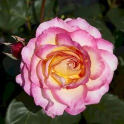 'Gorgeous'™ Rosa X 'Gorgeous'™ (Storblomstrende) A-Kvalitet,- Barrods Roser Min. 3 Grene