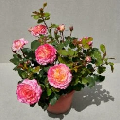 'Gorgeous'™ Rosa X 'Gorgeous'™ (Storblomstrende) A-Kvalitet,- Barrods Roser Min. 3 Grene -Osmo Salgsbutik p12758 51286 rosa x gorgeous storblomstrende 5f9b