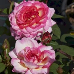 'Gorgeous'™ Rosa X 'Gorgeous'™ (Storblomstrende) A-Kvalitet,- Barrods Roser Min. 3 Grene -Osmo Salgsbutik p12758 51287 rosa x gorgeous storblomstrende e2cd