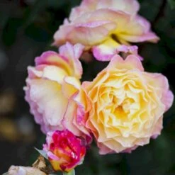 'Gorgeous'™ Rosa X 'Gorgeous'™ (Storblomstrende) A-Kvalitet,- Barrods Roser Min. 3 Grene -Osmo Salgsbutik p12758 51288 rosa x gorgeous storblomstrende c02c