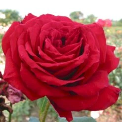 'Isabella Rossellini'™ Rosa X 'Isabella Rossellini'™ (Storblomstrende) A-Kvalitet,- Barrods Roser Min. 3 Grene -Osmo Salgsbutik p12759 51305 rosa x isabella rossellini storblomstrende 293f