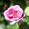 'Lady Like'® Rosa X 'Lady Like'® (Storblomstrende) A-Kvalitet,- Barrods Roser Min. 3 Grene