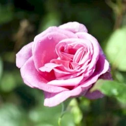 'Lady Like'® Rosa X 'Lady Like'® (Storblomstrende) A-Kvalitet,- Barrods Roser Min. 3 Grene