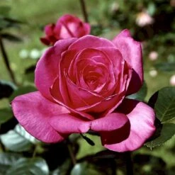 'Lady Like'® Rosa X 'Lady Like'® (Storblomstrende) A-Kvalitet,- Barrods Roser Min. 3 Grene -Osmo Salgsbutik p12763 51318 rosa x lady like storblomstrende 38f8