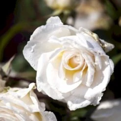 'Marvellous'™ Rosa X 'Marvellous'™ (Storblomstrende) A-Kvalitet,- Barrods Roser Min. 3 Grene 8 'Marvellous'™ Rosa X 'Marvellous'™ (Storblomstrende) A-Kvalitet,- Barrods Roser Min. 3 Grene -Osmo Salgsbutik p12765 51333 rosa x marvellous storblomstrende 5dad