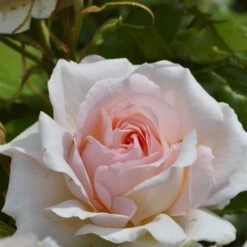 'Morten Korch' Rosa X 'Morten Korch' (Storblomstrende) A-Kvalitet,- Barrods Roser Min. 3 Grene