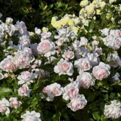 'Morten Korch' Rosa X 'Morten Korch' (Storblomstrende) A-Kvalitet,- Barrods Roser Min. 3 Grene -Osmo Salgsbutik p12767 51339 rosa x morten korch storblomstrende 2a39