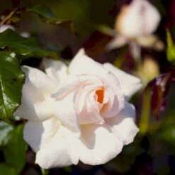 'Morten Korch' Rosa X 'Morten Korch' (Storblomstrende) A-Kvalitet,- Barrods Roser Min. 3 Grene -Osmo Salgsbutik p12767 51340 rosa x morten korch storblomstrende d39c