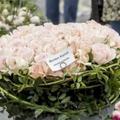 'Morten Korch' Rosa X 'Morten Korch' (Storblomstrende) A-Kvalitet,- Barrods Roser Min. 3 Grene -Osmo Salgsbutik p12767 51341 rosa x morten korch storblomstrende 736b