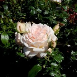 'Morten Korch' Rosa X 'Morten Korch' (Storblomstrende) A-Kvalitet,- Barrods Roser Min. 3 Grene -Osmo Salgsbutik p12767 51342 rosa x morten korch storblomstrende 6f4a