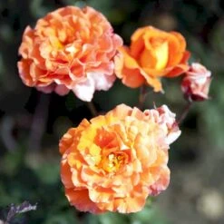 'Tea Time'® Rosa X 'Tea Time'® (Storblomstrende) A-Kvalitet,- Barrods Roser Min. 3 Grene