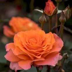 'Tea Time'® Rosa X 'Tea Time'® (Storblomstrende) A-Kvalitet,- Barrods Roser Min. 3 Grene -Osmo Salgsbutik p12774 53993 rosa x tea time storblomstrende 9e2a