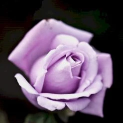 'Twice In A Blue Moon'® Rosa X 'Twice In A Blue Moon'® (Storblomstrende) A-Kvalitet,- Barrods Roser Min. 3 Grene -Osmo Salgsbutik p12776 51404 rosa x twice in a blue moon storblomstrende 6a4d